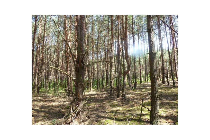 zwoleński, Kazanów, Miechów, Sprzedam las 1,74 ha