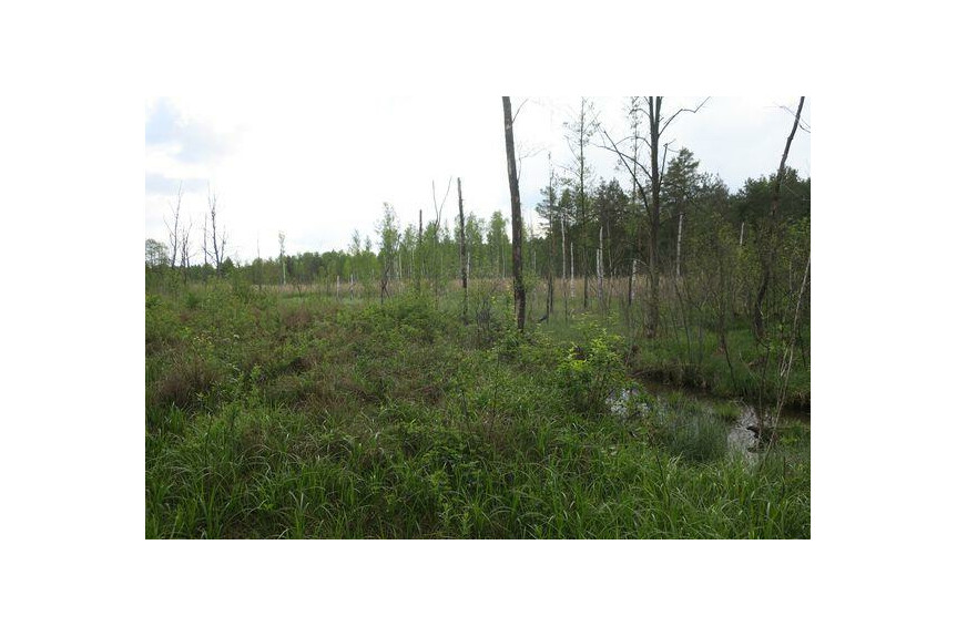 przysuski, Borkowice, Bryzg&oacute;w, Wieniawa, Okolica piękna, zielona, lasy, łąki. Cisza, spok&oacute;j. Drogi rowerowe, rzeczka Jabłonica.