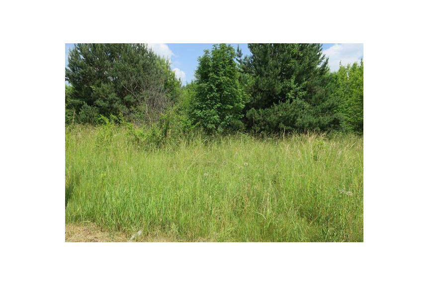 radomski, Skaryszew, Skaryszew-Miasto, Orzechowa, DZIAŁKI SKARYSZEW ul. Orzechowa