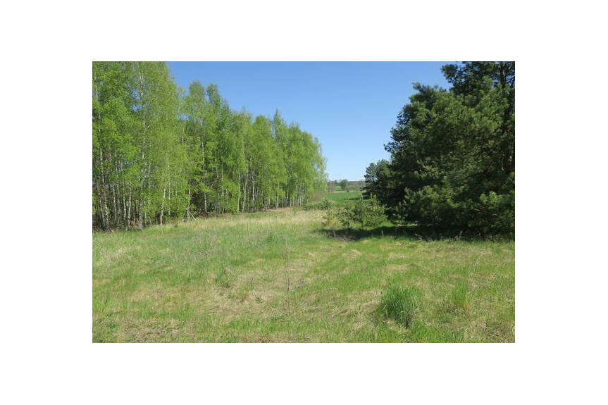 lipski, Ciepiel&oacute;w, Borowiec, Działka na sprzedaż