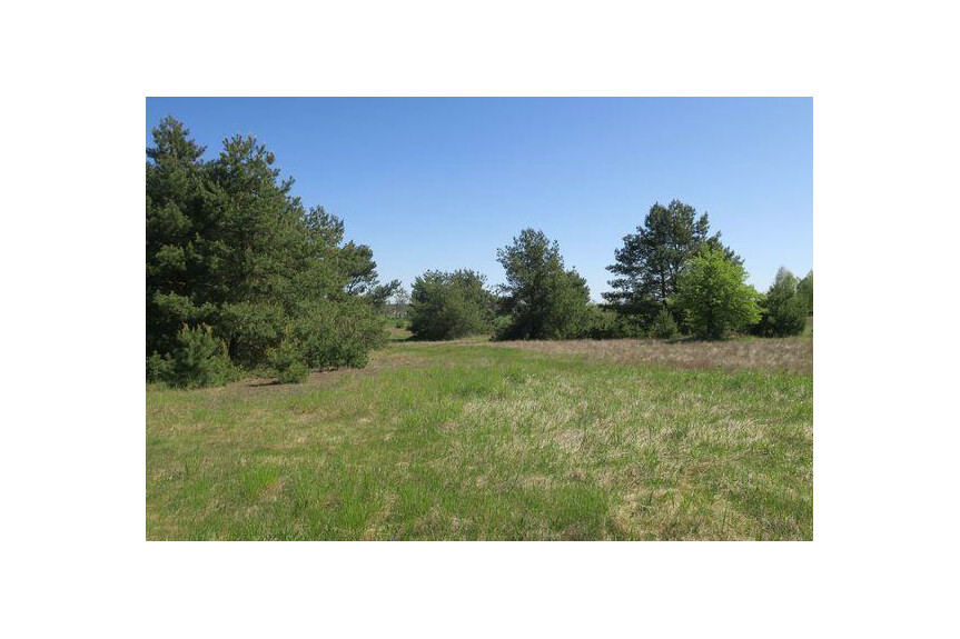 lipski, Ciepiel&oacute;w, Borowiec, Działka na sprzedaż