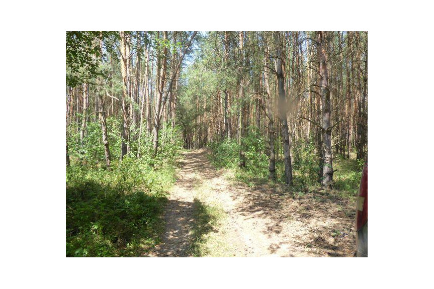 zwoleński, Kazan&oacute;w, Miech&oacute;w, Sprzedam las 1,74 ha