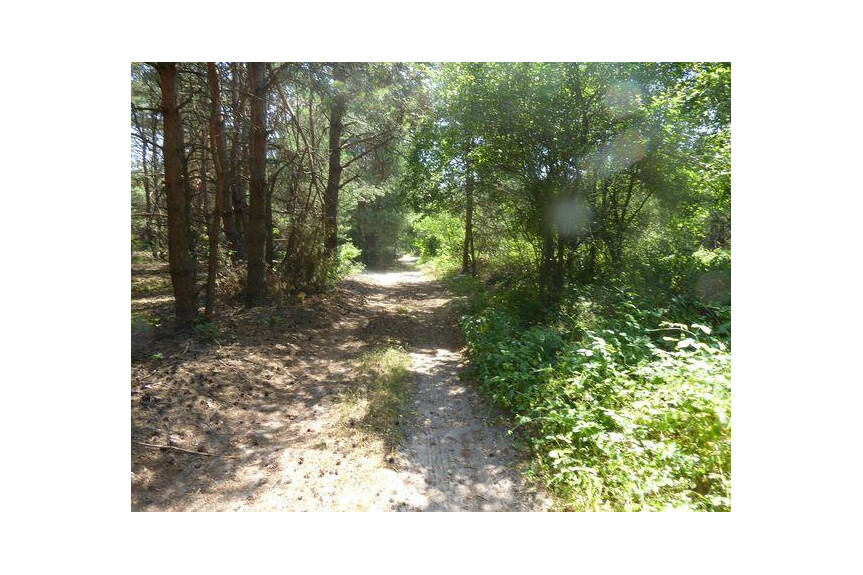 zwoleński, Kazan&oacute;w, Miech&oacute;w, Sprzedam las 1,74 ha