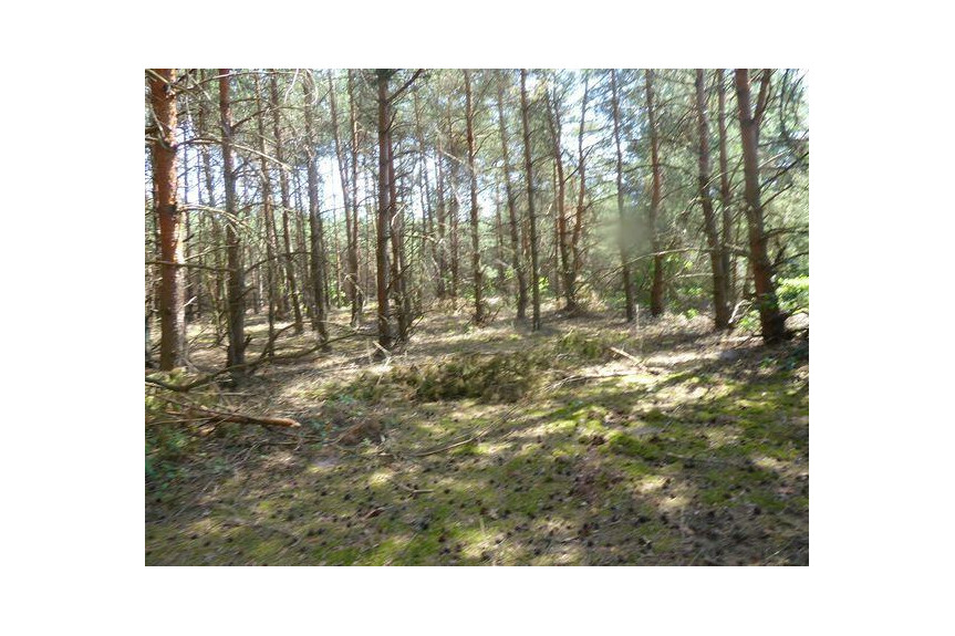 zwoleński, Kazan&oacute;w, Miech&oacute;w, Sprzedam las 1,74 ha