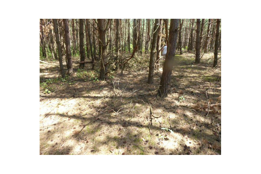 zwoleński, Kazan&oacute;w, Miech&oacute;w, Sprzedam las 1,74 ha
