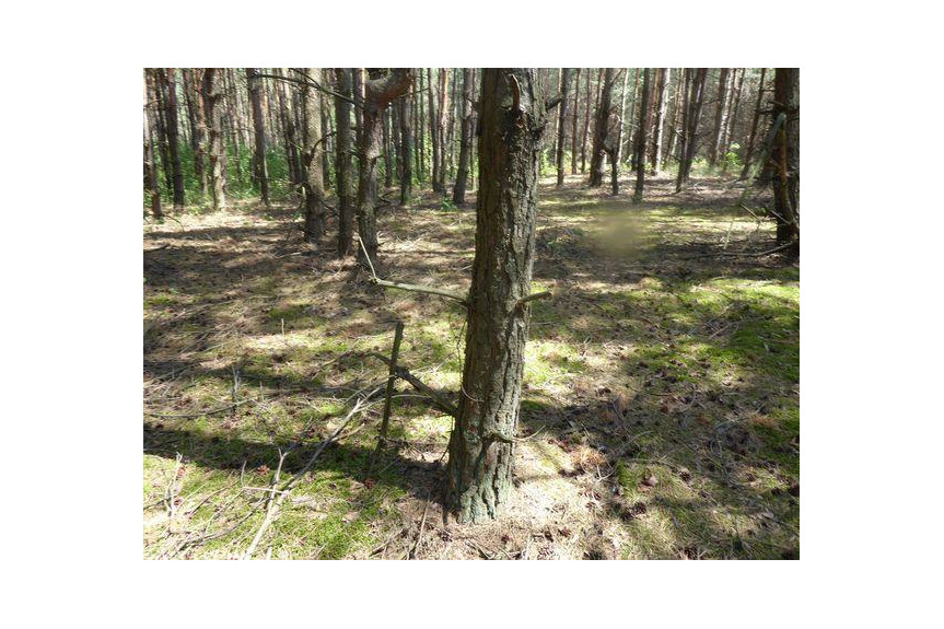 zwoleński, Kazan&oacute;w, Miech&oacute;w, Sprzedam las 1,74 ha