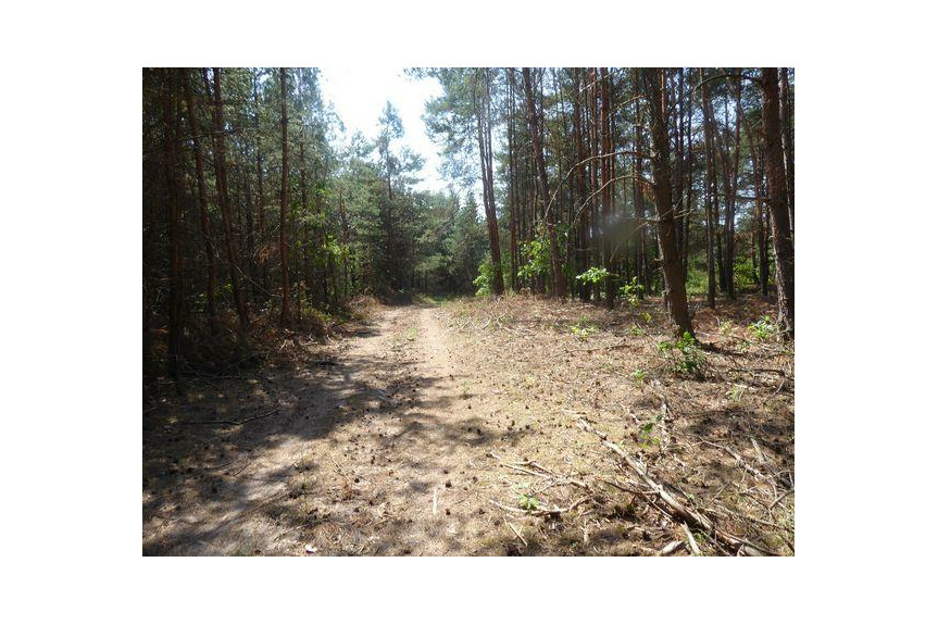 zwoleński, Kazan&oacute;w, Miech&oacute;w, Sprzedam las 1,74 ha