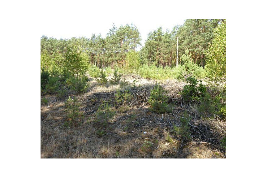 lipski, Ciepiel&oacute;w, Borowiec, Sprzedam działkę2,90 ha