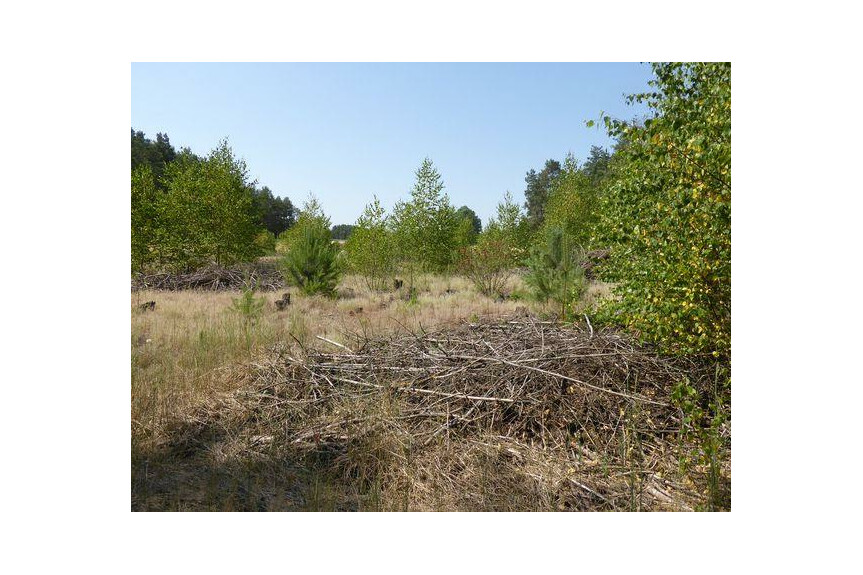 lipski, Ciepiel&oacute;w, Borowiec, Sprzedam działkę2,90 ha