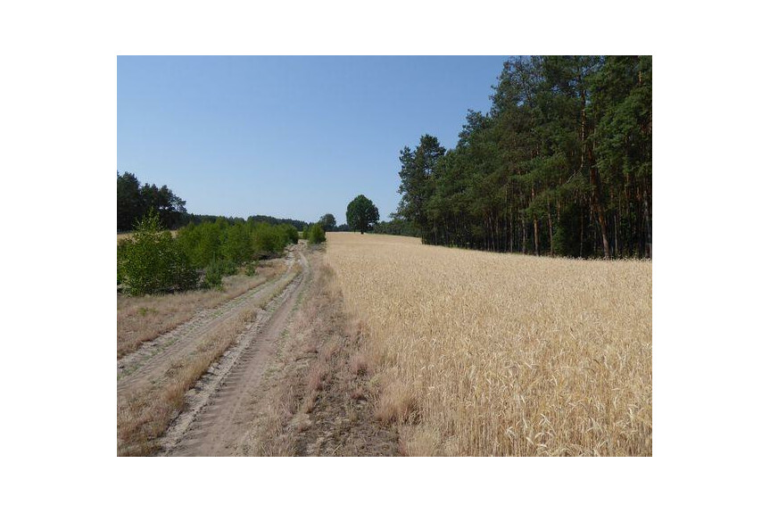 lipski, Ciepiel&oacute;w, Borowiec, Sprzedam działkę2,90 ha