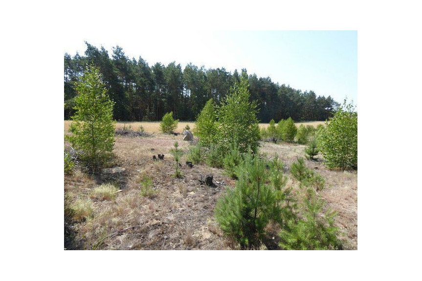 lipski, Ciepiel&oacute;w, Borowiec, Sprzedam działkę2,90 ha