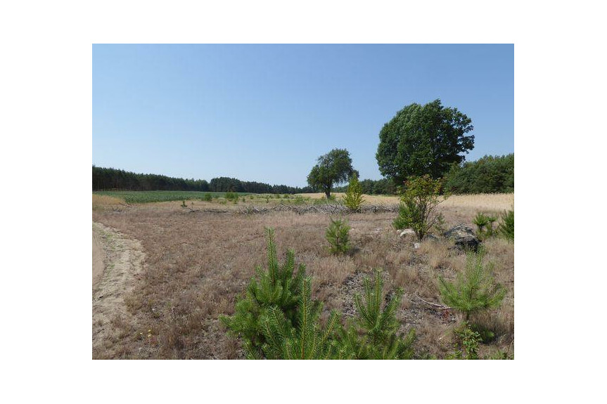 lipski, Ciepiel&oacute;w, Borowiec, Sprzedam działkę2,90 ha