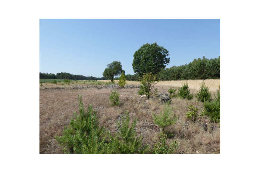 lipski, Ciepiel&oacute;w, Borowiec, Sprzedam działkę2,90 ha