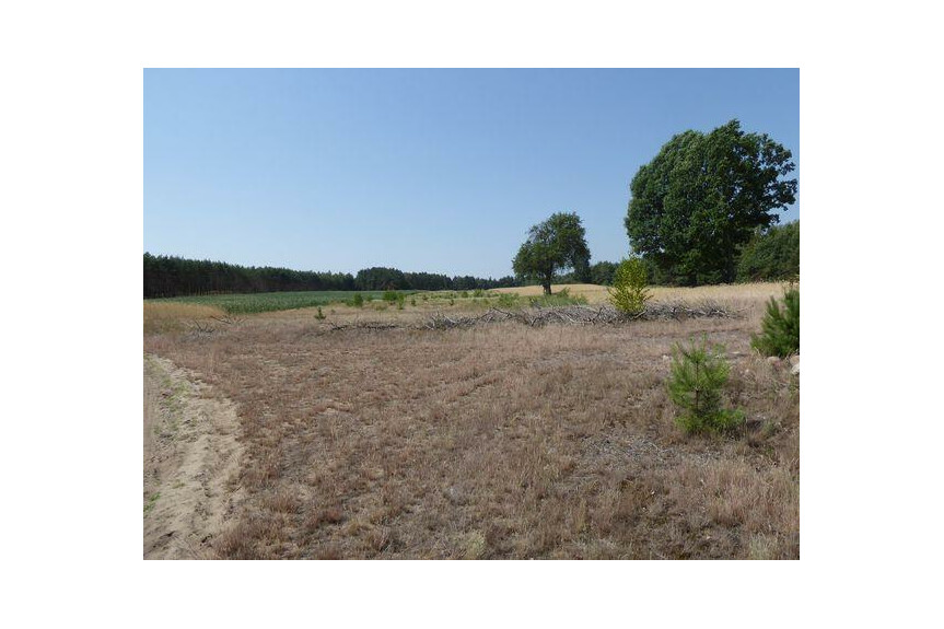 lipski, Ciepiel&oacute;w, Borowiec, Sprzedam działkę2,90 ha