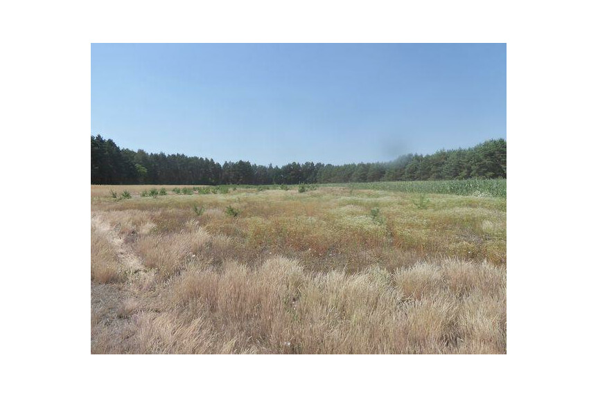 lipski, Ciepiel&oacute;w, Borowiec, Sprzedam działkę2,90 ha