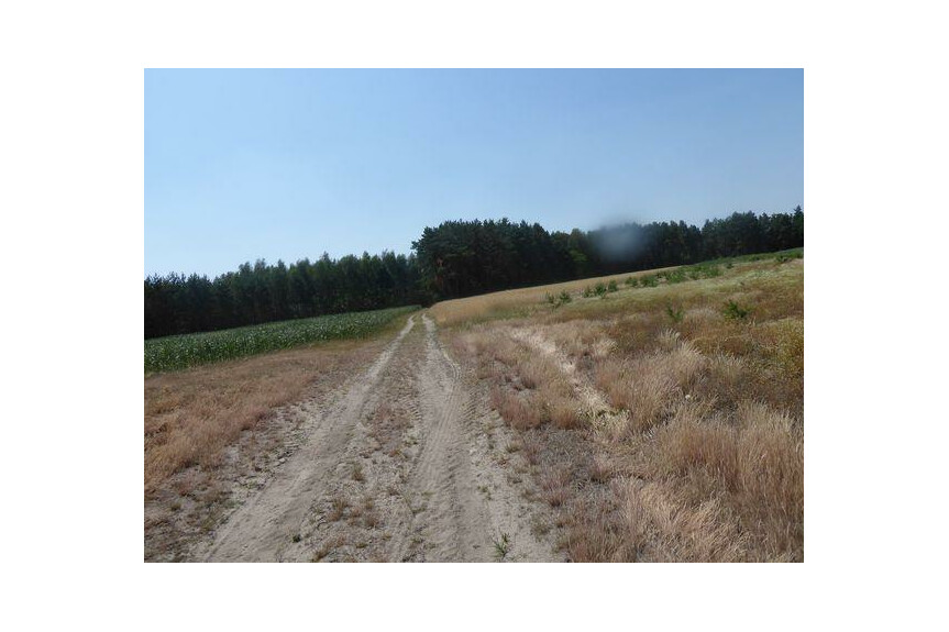 lipski, Ciepiel&oacute;w, Borowiec, Sprzedam działkę2,90 ha