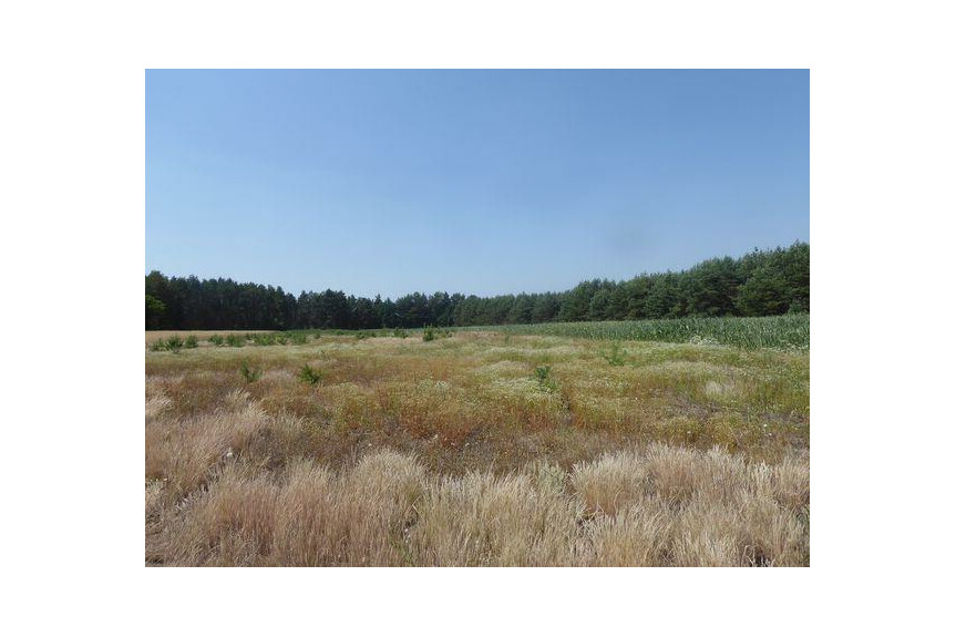 lipski, Ciepiel&oacute;w, Borowiec, Sprzedam działkę2,90 ha