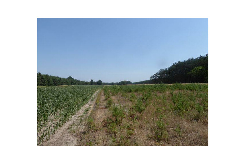 lipski, Ciepiel&oacute;w, Borowiec, Sprzedam działkę2,90 ha