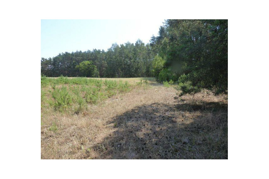 lipski, Ciepiel&oacute;w, Borowiec, Sprzedam działkę2,90 ha