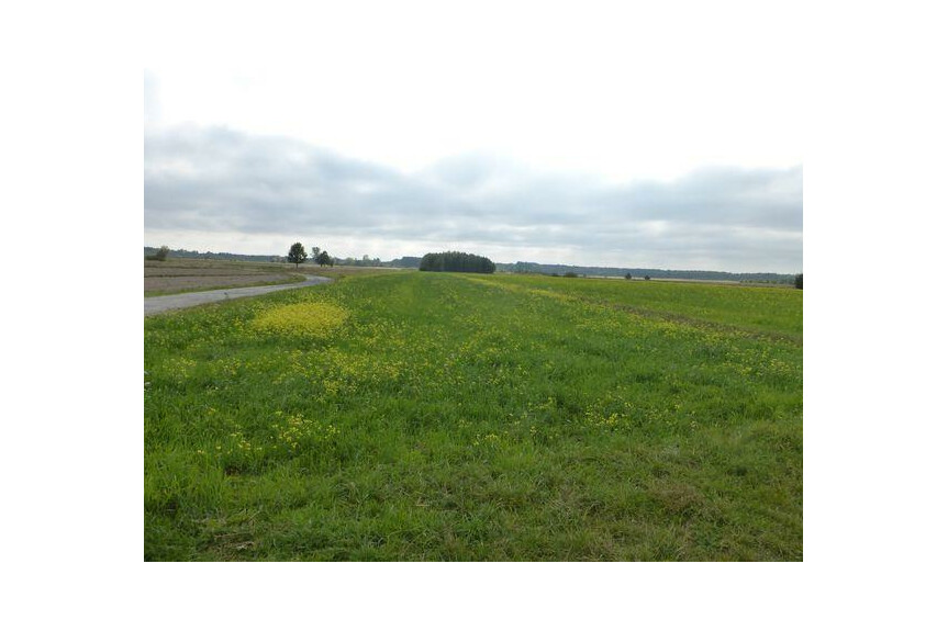 kozienicki, Głowacz&oacute;w, Kosny, Działka na sprzedaż