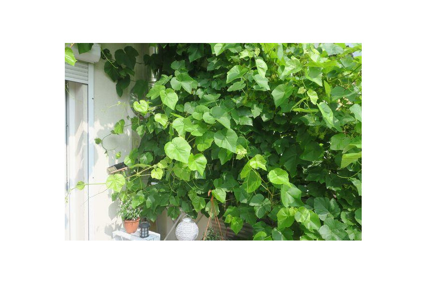 Radom, Kaptur, Zamłynie, Instalator&oacute;w, Nieruchomość do wprowadzenia.